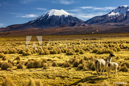 Picture of Bolivia - Parinacota